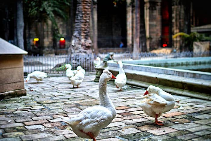 Кафедральный собор Барселоны: 13 белых гусей