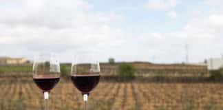 Испанское вино: полный гид