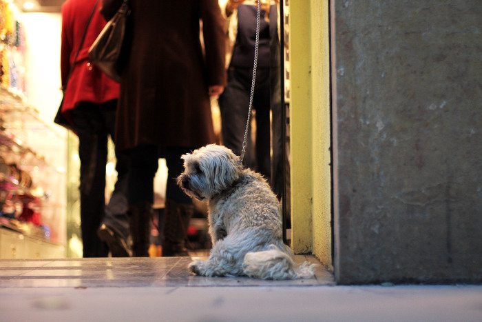 Собаки в Барселоне: отели и рестораны
